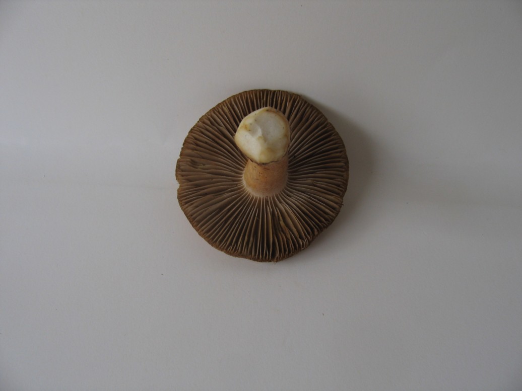 Inocybe.......
